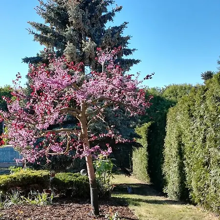 Homestay Svata Проживание в семье *